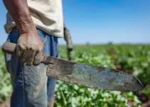 Machete Caguayano Bellota: secretos de su eficiencia en trabajos rurales