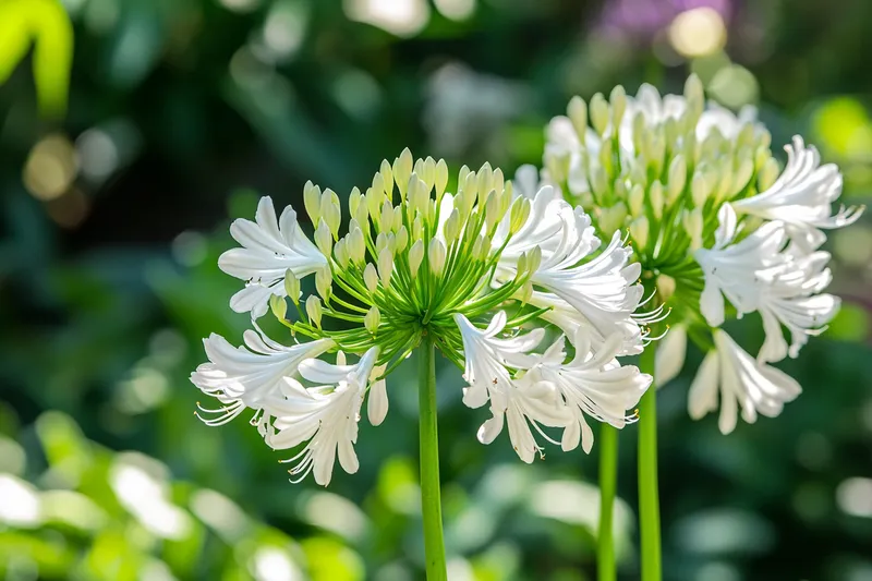 agapanto blanco, cuidados y características de esta planta ornamental