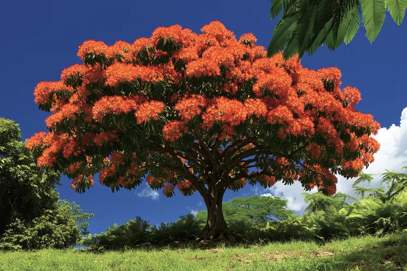 arbol de fuego