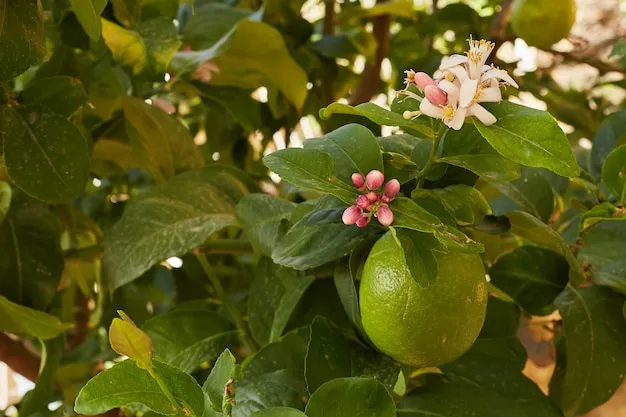 arbol de guayaba rosa