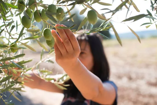 árbol de olivo, cuidados esenciales y características