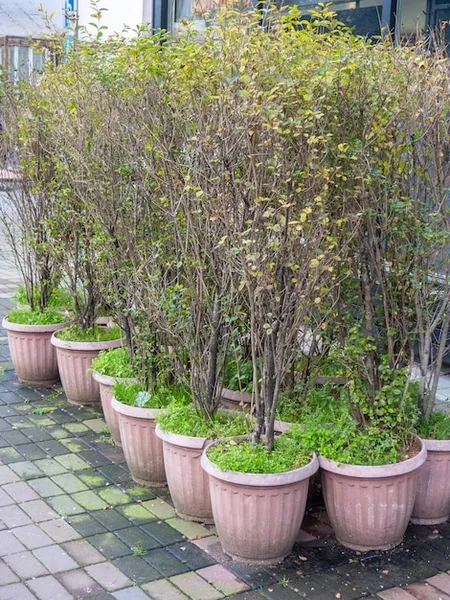 arboles pequenos para jardin