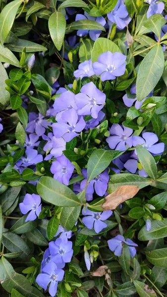 azul plumbago color, la tonalidad ideal para tu jardín