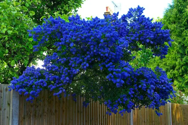 azul plumbago color