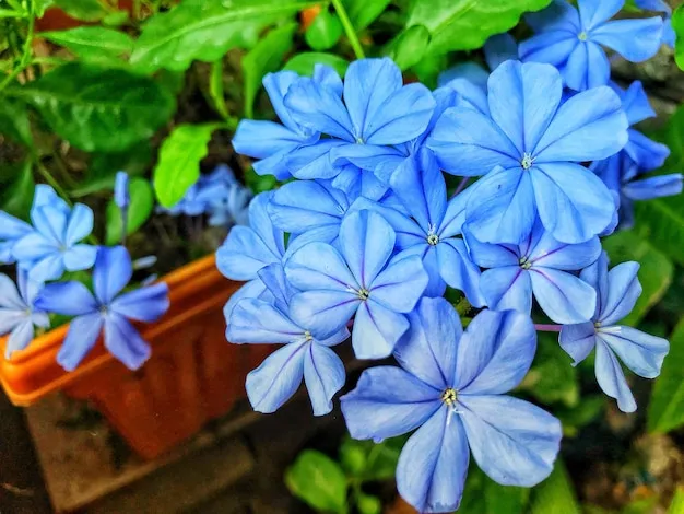 color azul plumbago, las características únicas de esta tonalidad en el jardín