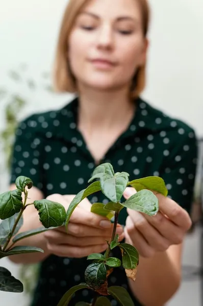 corazon de maria planta