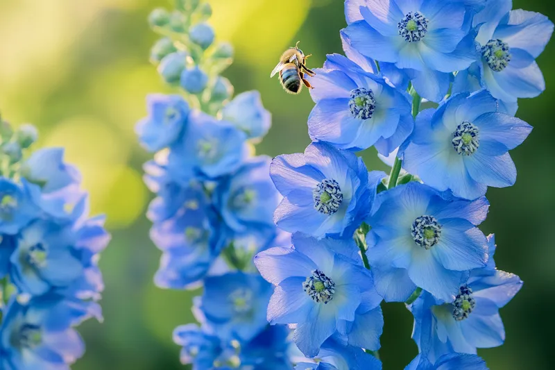 delphinium azul, cómo cultivar y cuidar esta planta vibrante