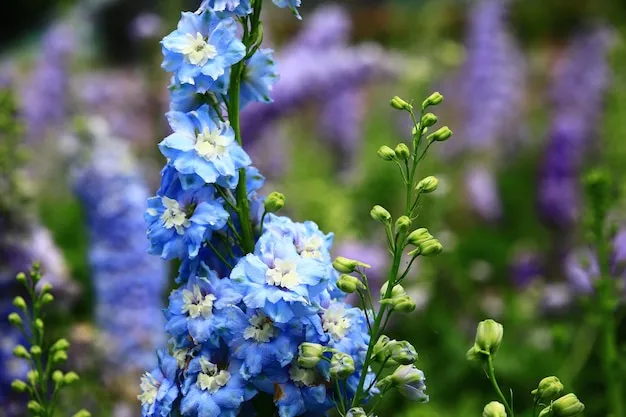 delphinium azul