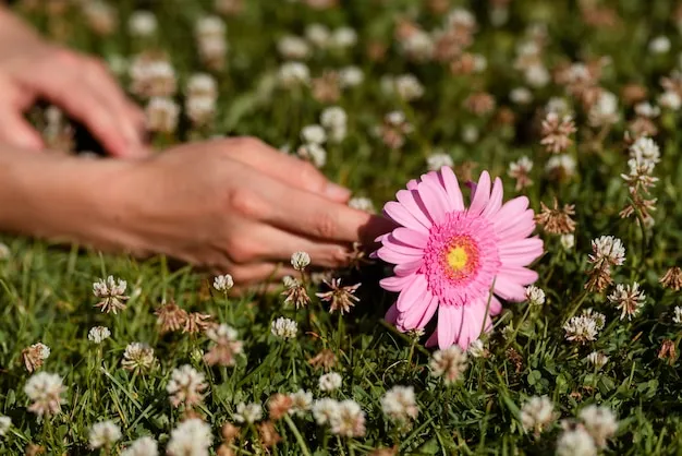 gerberas mini