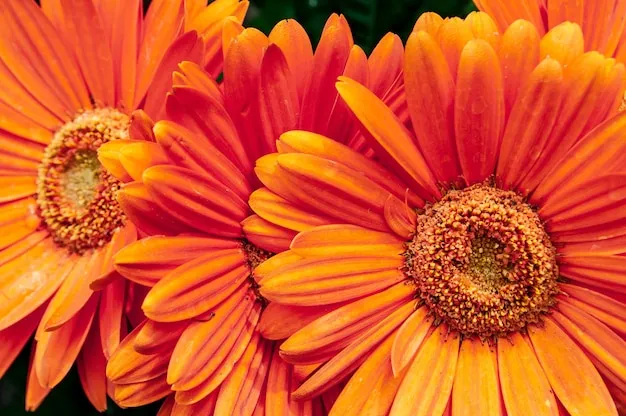 gerberas naranjas