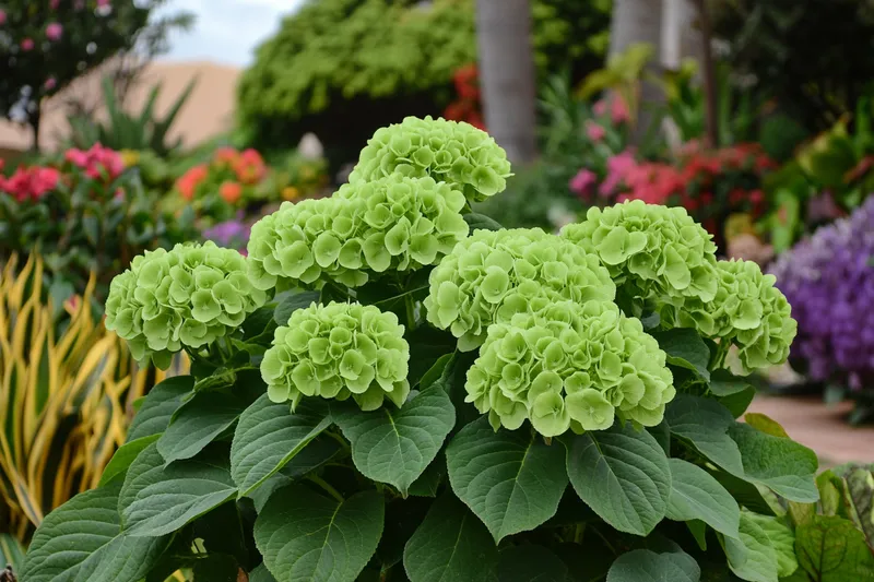 hortensia verde, cómo cuidar esta planta en tu jardín mexicano