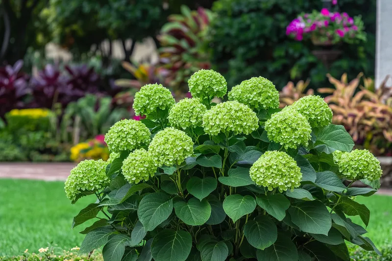 hortensia verde