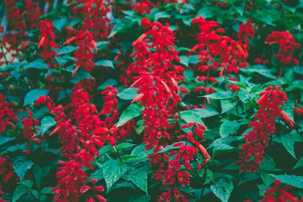 lobelia cardinalis