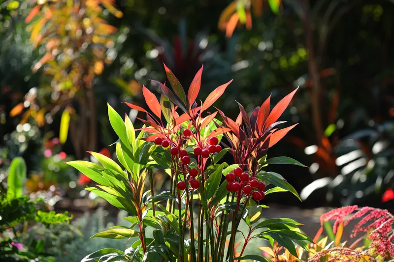 nandina doméstica, versátil y colorida para tu jardín mexicano