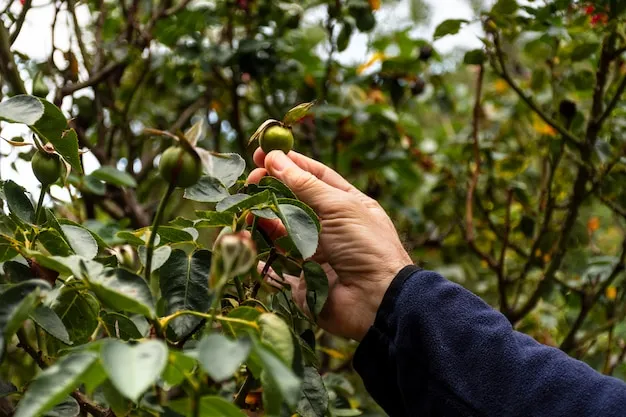 olivo europeo y sus características esenciales para cultivarlo en méxico