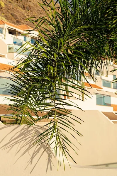 palmera cica, una opción ideal para decorar interiores y exteriores en méxico