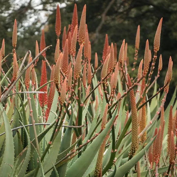 planta cola de gallo