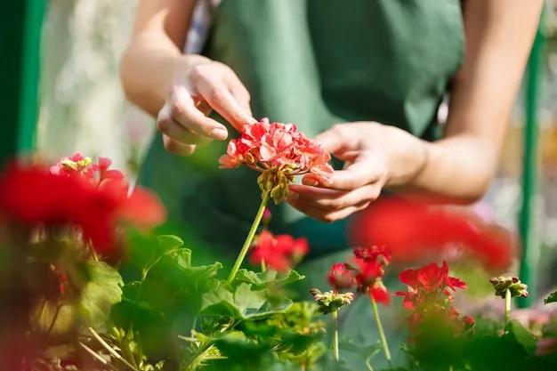 planta de flor roja cuyas semillas son comestibles