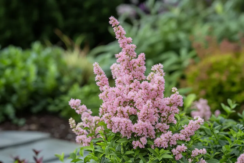 spirea, cuidados esenciales y características para optimizar tu jardín