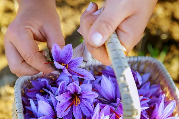 violeta de los alpes, cuidados esenciales y características